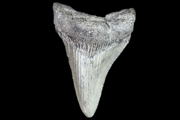 Juvenile Megalodon Tooth - Georgia #83688